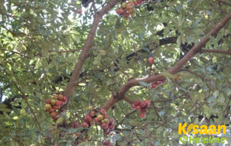 Marseilles (मार्सिले)